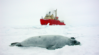Great, Climate Change Is Coming for These Cute Seal Boys